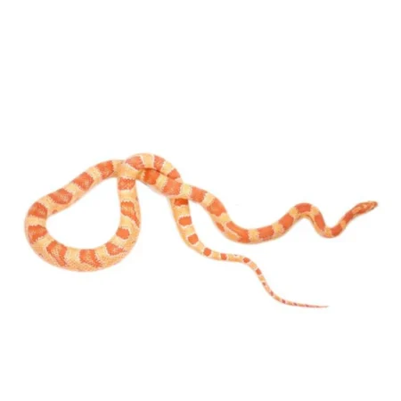 Albino Corn Snake for sale​