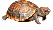 TORTOISES