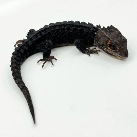 Crocodile Skink