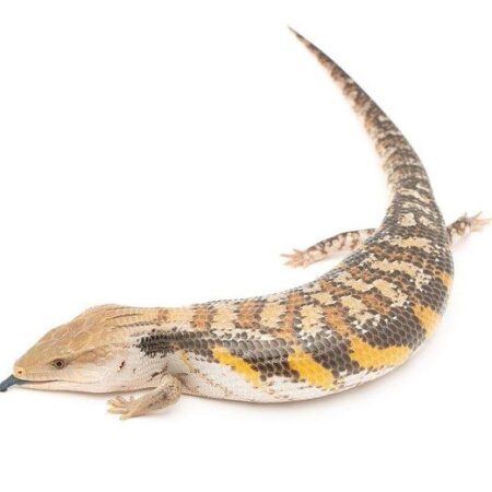 Northen Blue Tongue Skink Baby