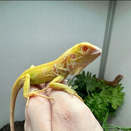 Albino Baby
