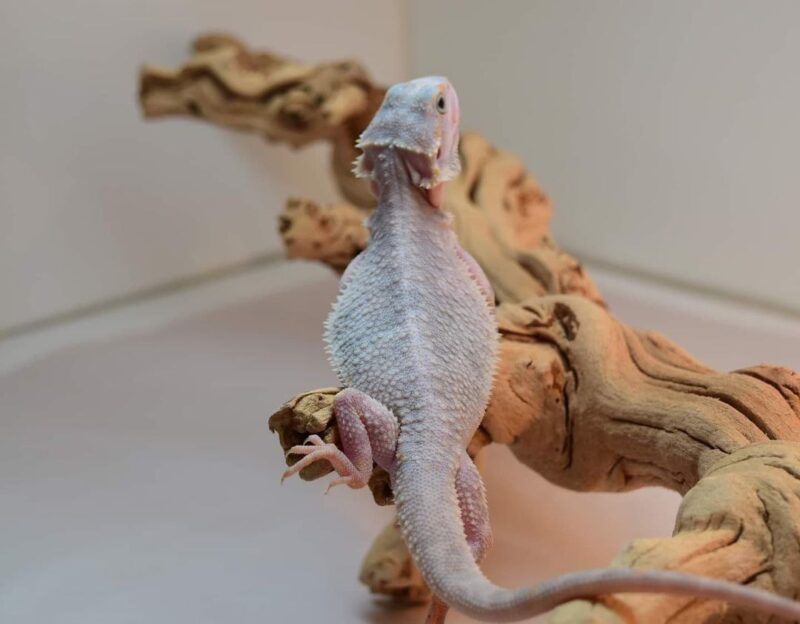 Hypo Zoro Breaded Dragon - Image 2