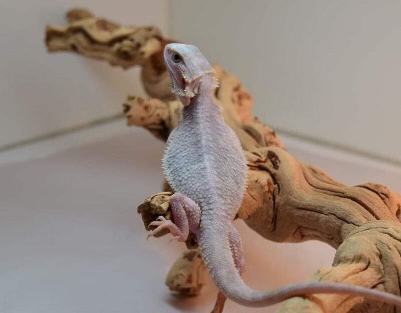 Hypo Zoro Breaded Dragon