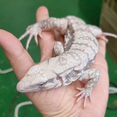 Albino Tegu