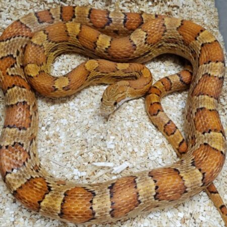 Corn Snake