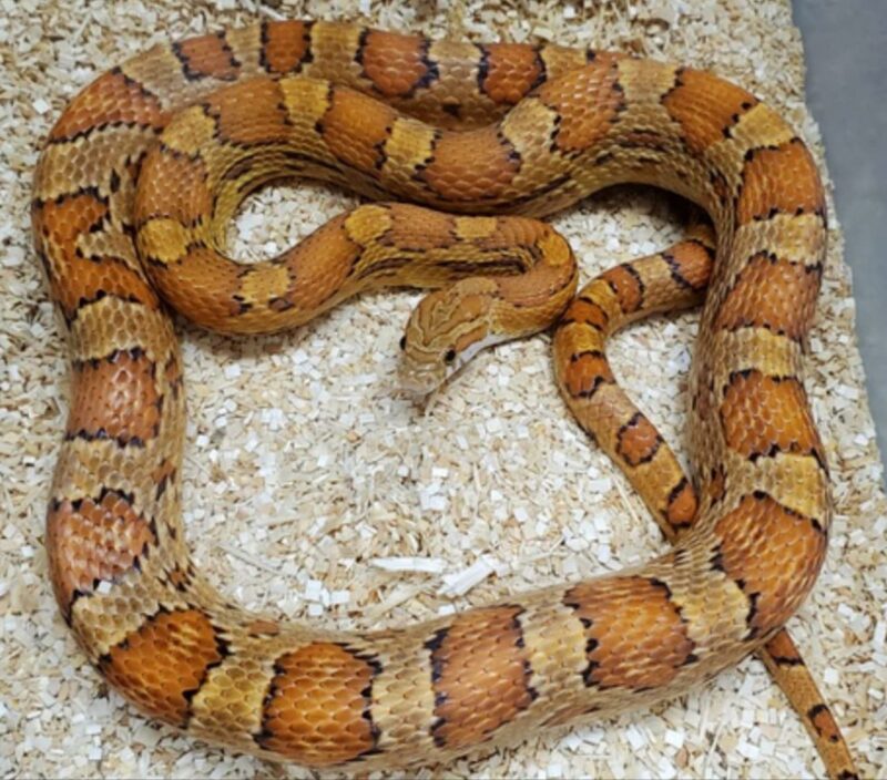 Corn Snake