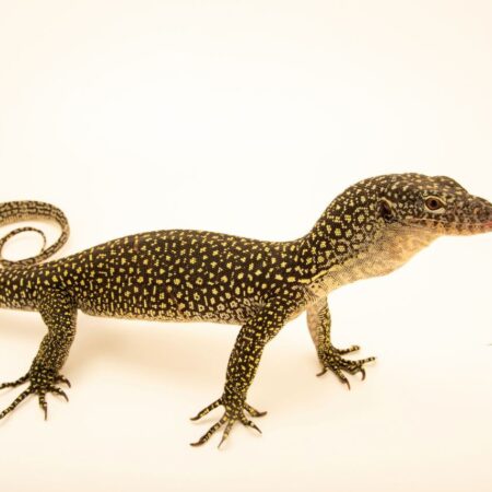 Asian Water Monitor