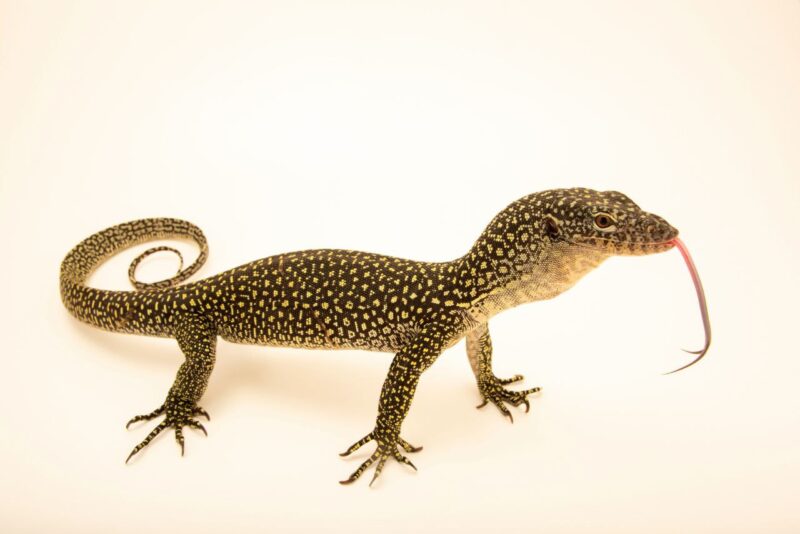 Asian Water Monitor