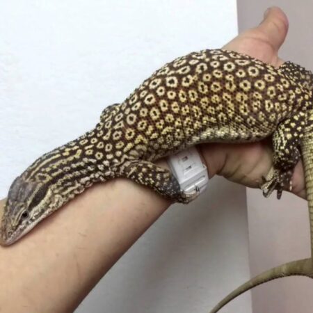Ackie Monitor