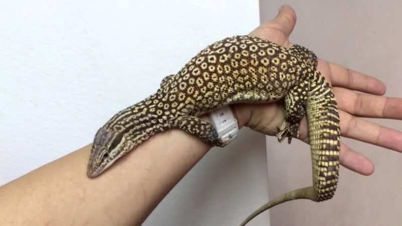 Ackie Monitor