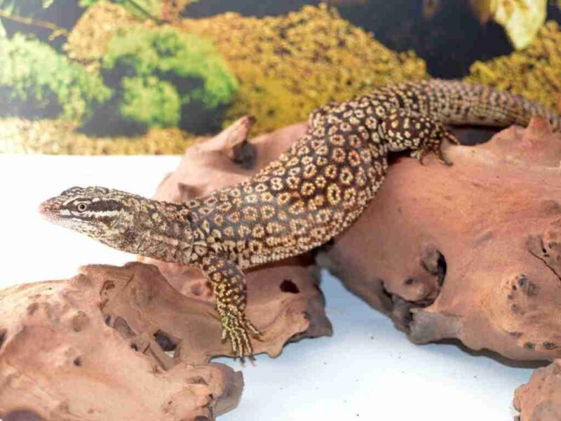 Ackie Monitor - Image 2