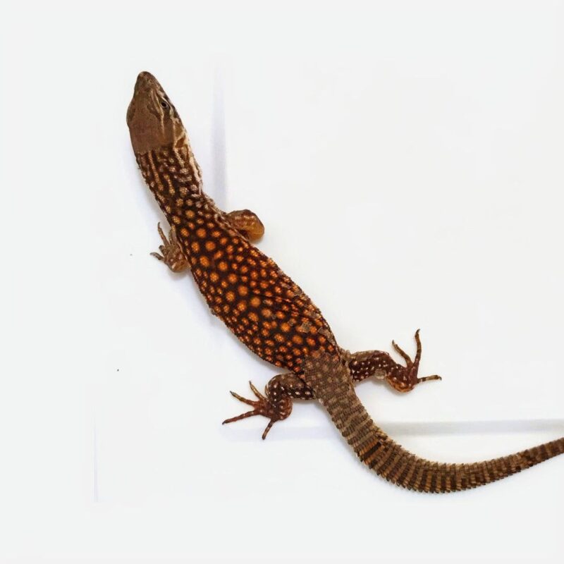 Ackie Monitor - Image 3