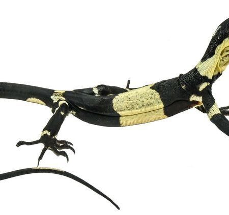Buy Lacey Monitor Online