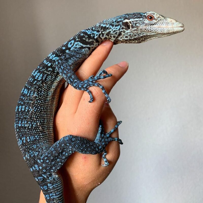 Blue Tree Monitor For Sale