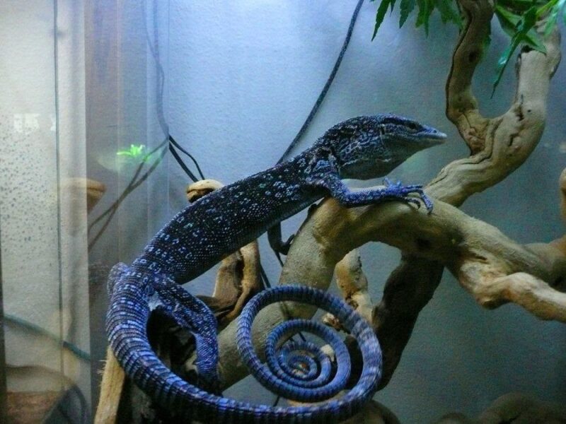 Blue Tree Monitor For Sale - Image 3