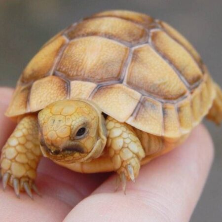 Ivory Sulcata Tortoise