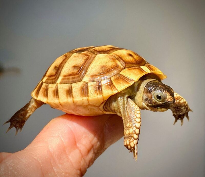 Ivory Sulcata Tortoise - Image 4
