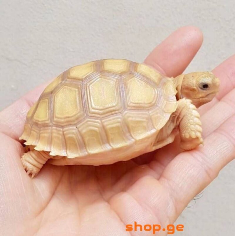 Ivory Sulcata Tortoise - Image 3