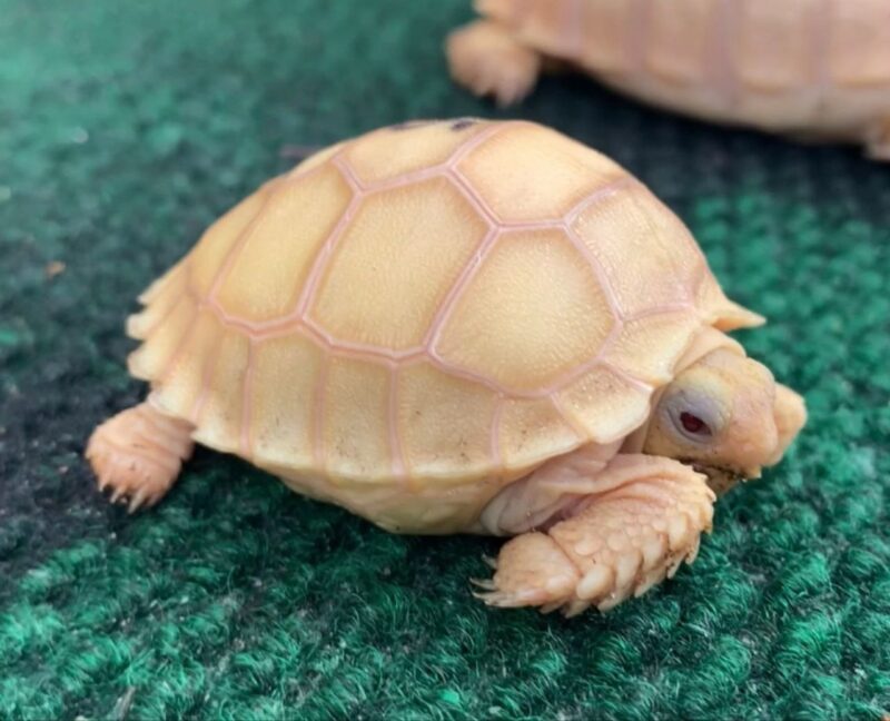 Ivory Sulcata Tortoise - Image 2