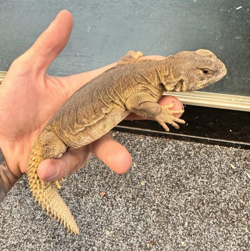Egyptian Uromastyx for Sale - Image 2