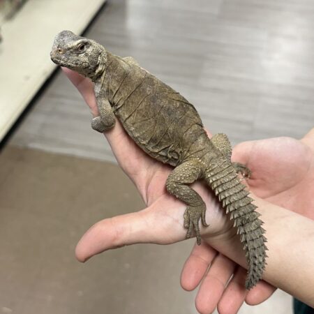 Egyptian Uromastyx for Sale