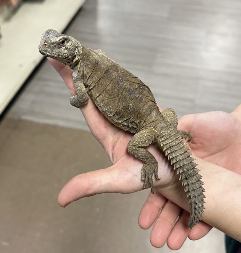 Egyptian Uromastyx for Sale