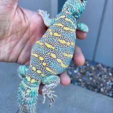 Ornate Uromastyx for sale