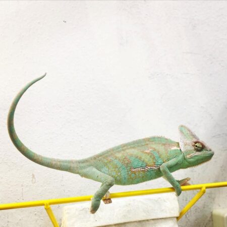 Buy Vail Chameleon Online