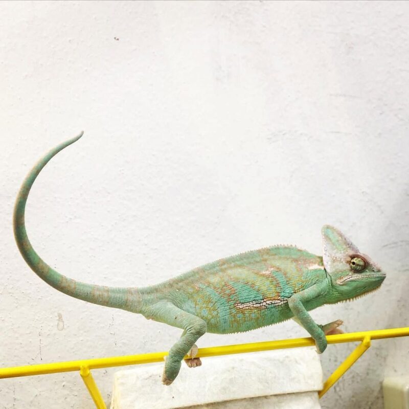 Buy Vail Chameleon Online