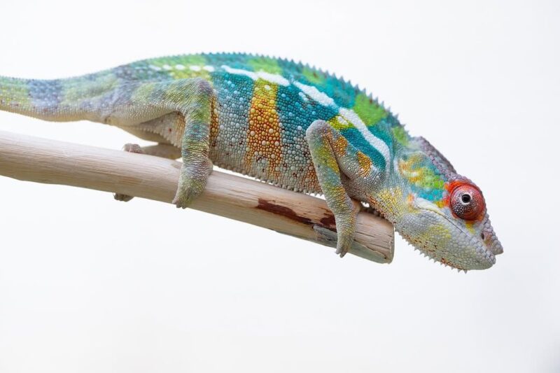 Buy Panther Chameleon - Image 3