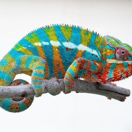 Buy Panther Chameleon