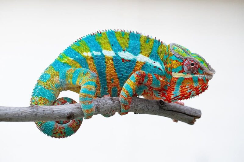 Buy Panther Chameleon