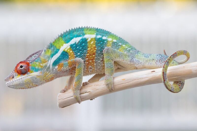 Buy Panther Chameleon - Image 2