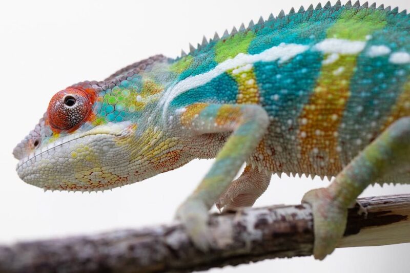 Buy Panther Chameleon - Image 4