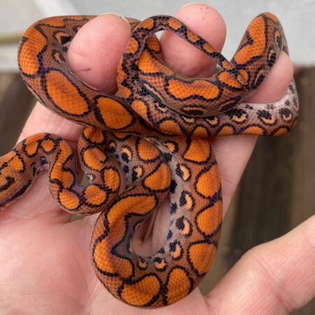 Brazilian Rainbow Boa For Sale