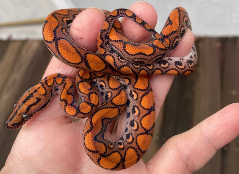 Brazilian Rainbow Boa For Sale