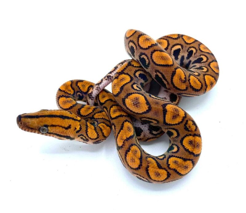 Brazilian Rainbow Boa For Sale - Image 2