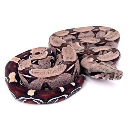 Boa Python