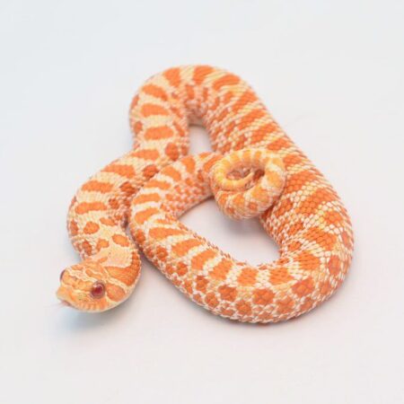 Buy Albino Western Hognose Snake Online