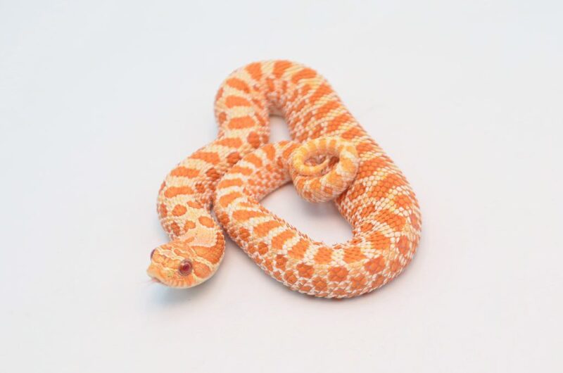 Buy Albino Western Hognose Snake Online