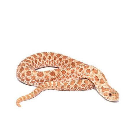 Evans Hypo Western Hognose Snake Online