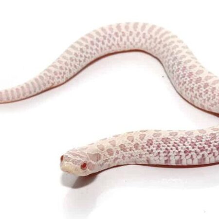 Buy Baby Snow Hognose Snake