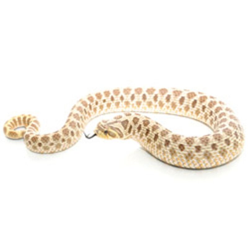 Western Hognose Snake for sale