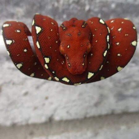 Emerald Tree Boa