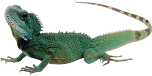 LIZARDS