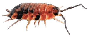 ISOPODS