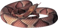 SNAKES