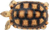 TURTLES