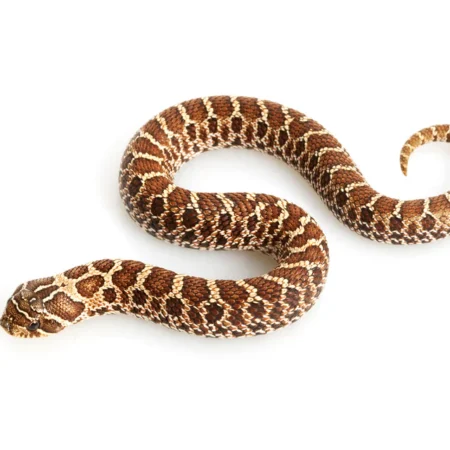 Western Hognose Snake for sale
