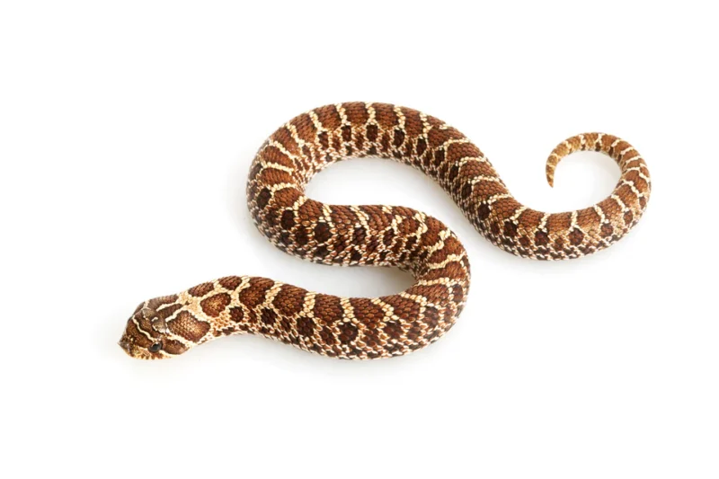 Western Hognose Snake for sale